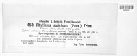 Rhytisma salicinum image